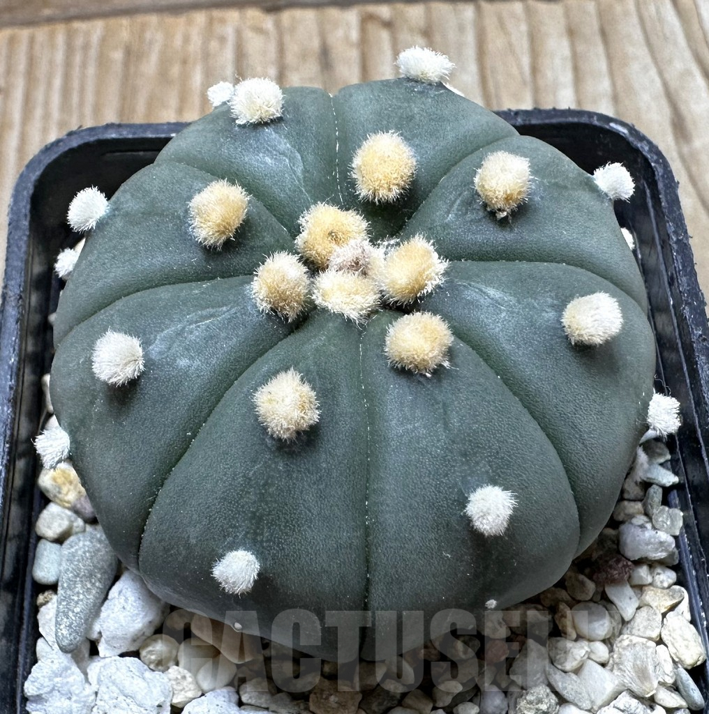 SHPR37414 Astrophytum asterias ‘Shinshowa’