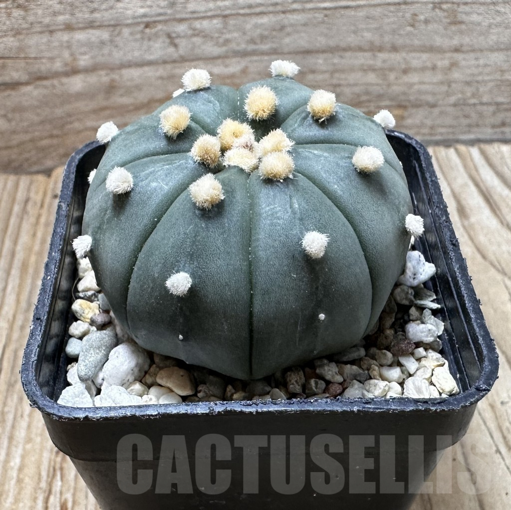 SHPR37414 Astrophytum asterias ‘Shinshowa’ - Imagen 3