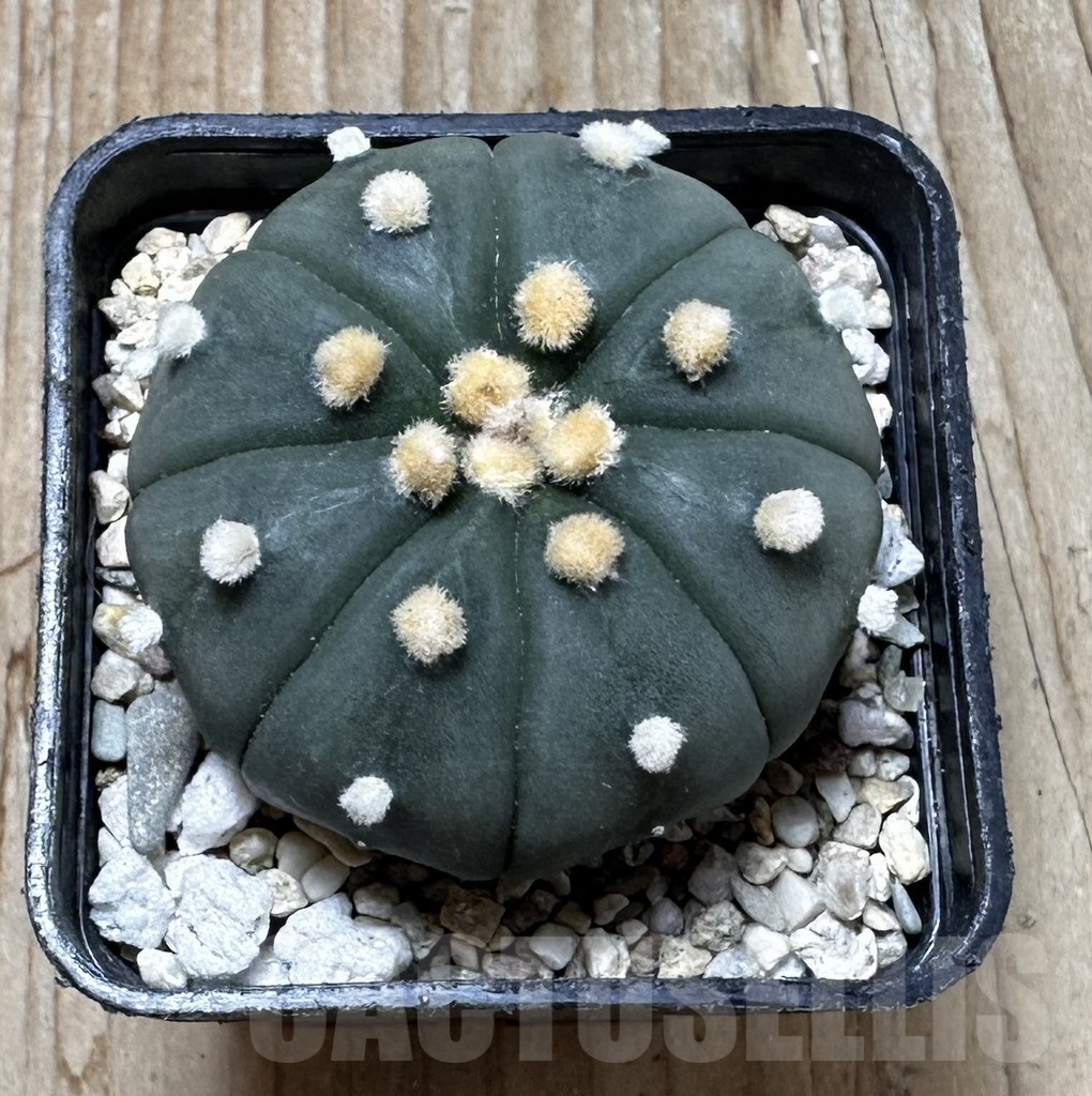 SHPR37414 Astrophytum asterias ‘Shinshowa’ - Imagen 2
