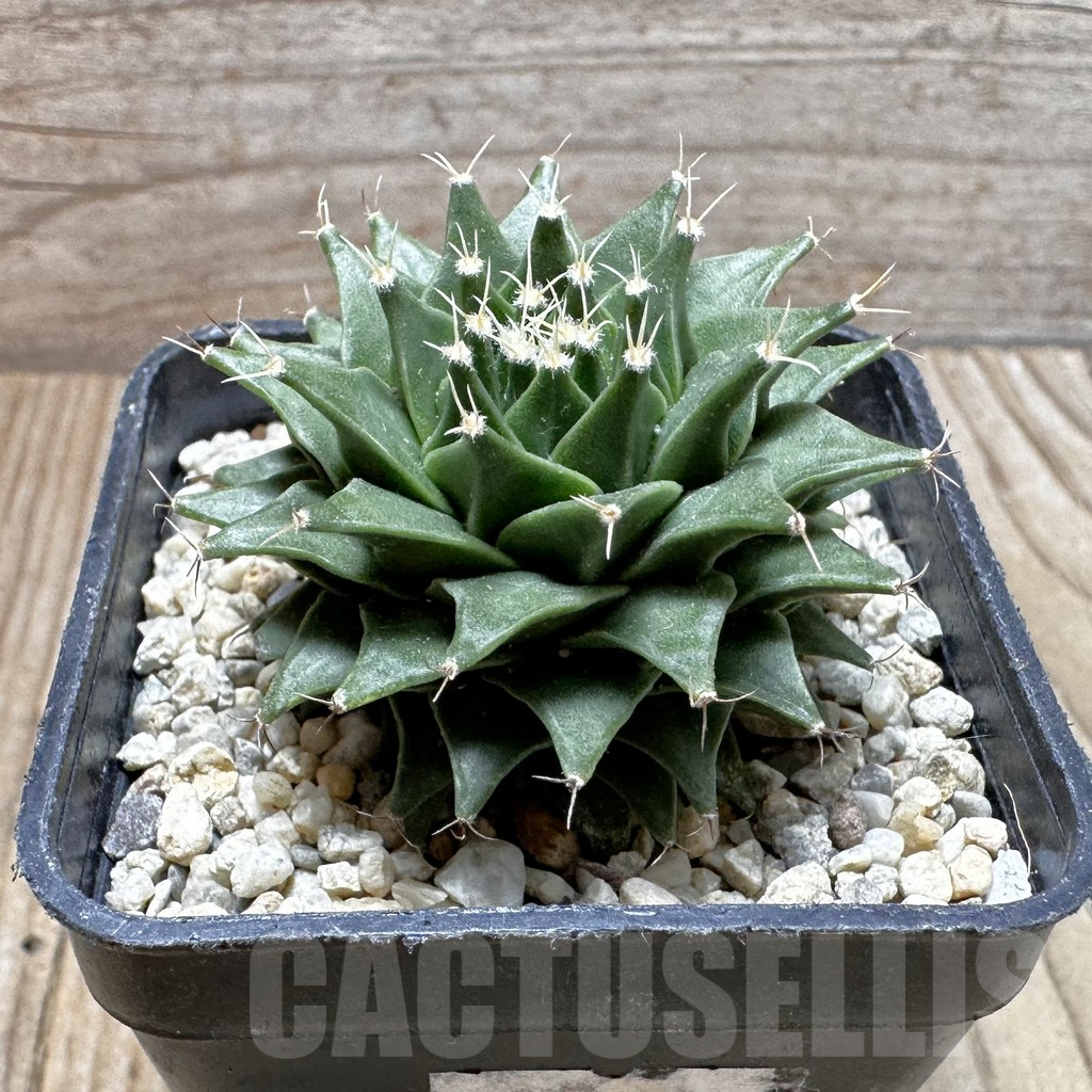 SHPR37375 Obregonia denegrii seedling - 画像 (2)