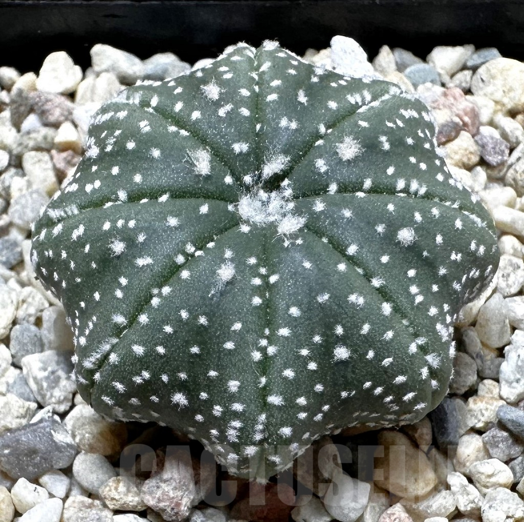 SHPR37419 Astrophytum asterias ‘Star Shape’
