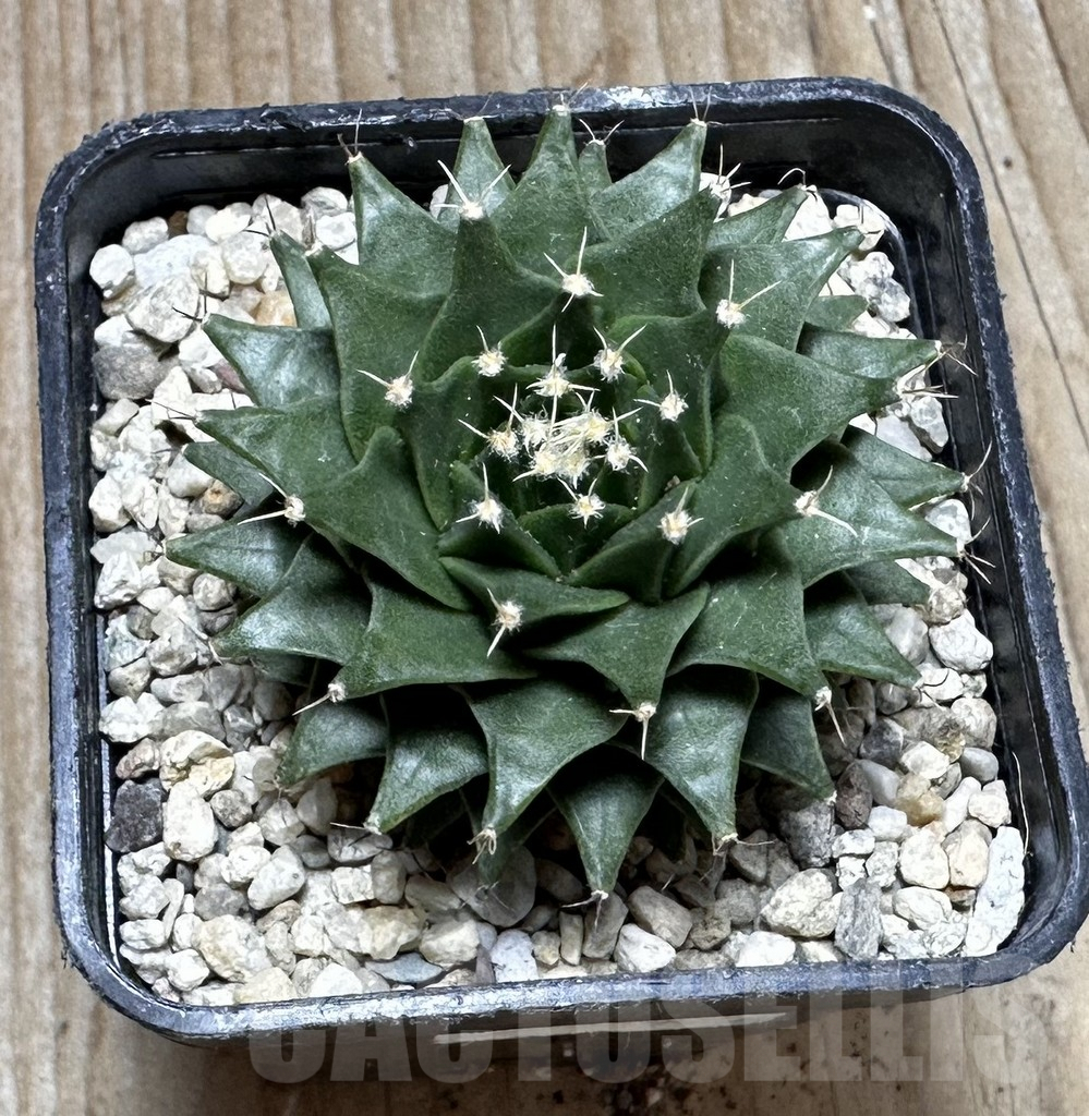 SHPR37375 Obregonia denegrii seedling - 画像 (3)