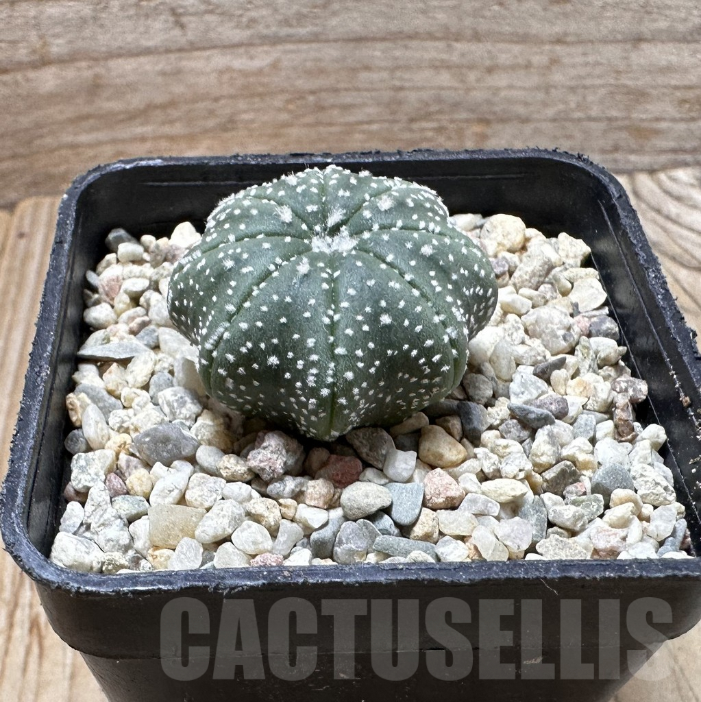 SHPR37419 Astrophytum asterias ‘Star Shape’ - Imagen 2