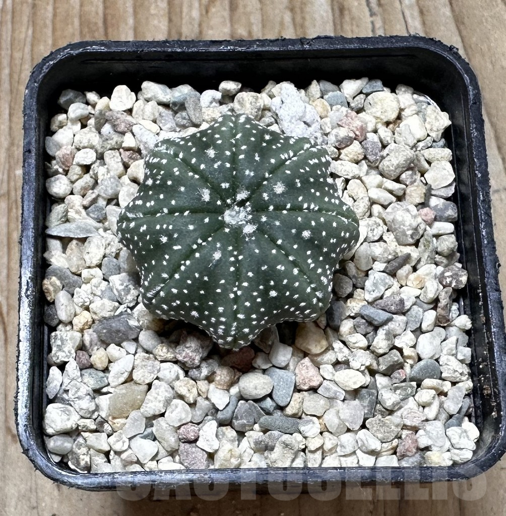 SHPR37419 Astrophytum asterias ‘Star Shape’ - Imagen 3