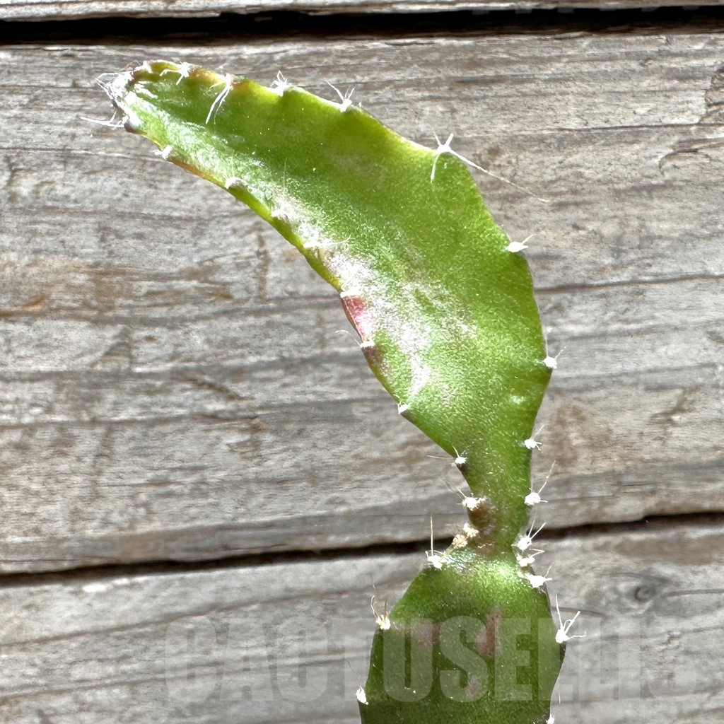 SHPR37371 Hylocalycium ‘Chimera variegata’