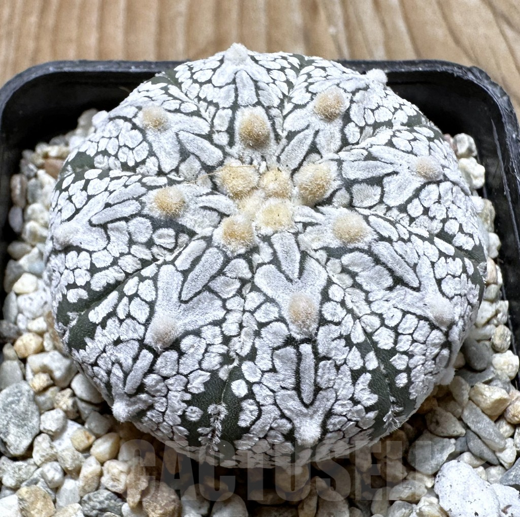 SHPR37427 Astrophytum asterias ‘Super Kabuto’ V-type