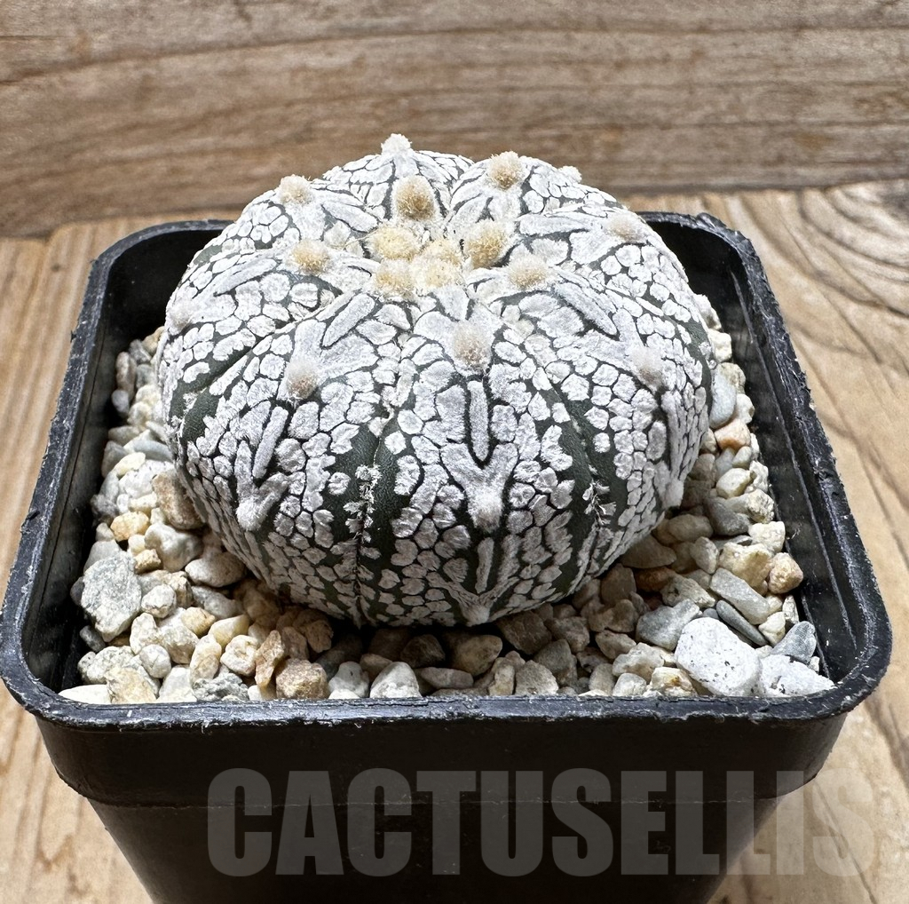 SHPR37427 Astrophytum asterias ‘Super Kabuto’ V-type - Image 2