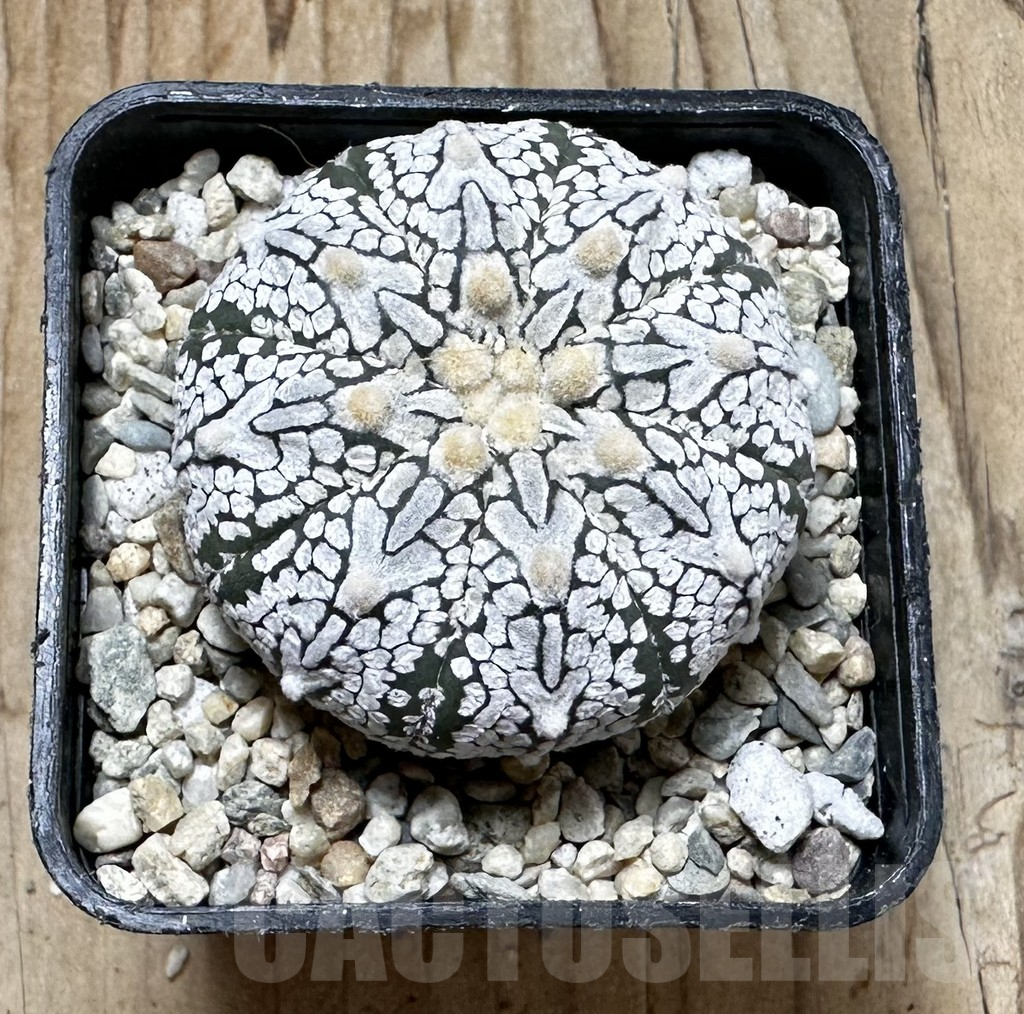 SHPR37427 Astrophytum asterias ‘Super Kabuto’ V-type - Image 3