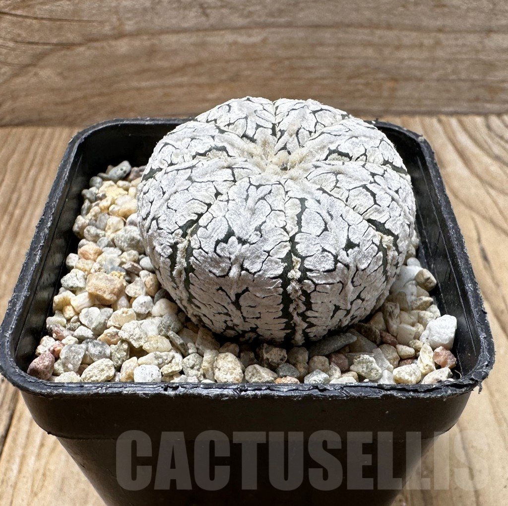SHPR37429 Astrophytum asterias ‘Super Kabuto’ V-type - Image 2