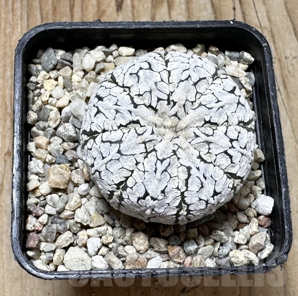 SHPR37429 Astrophytum asterias ‘Super Kabuto’ V-type - Image 3