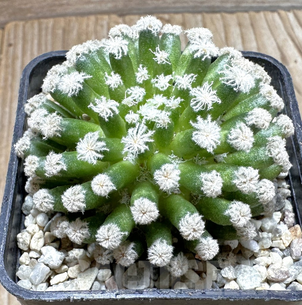 SHPR37378 Mammillaria plumosa ‘Snow’