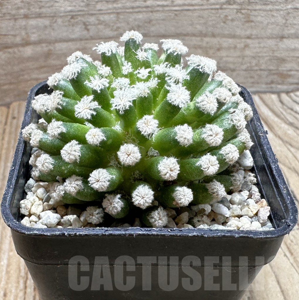 SHPR37378 Mammillaria plumosa ‘Snow’ - immagine 2