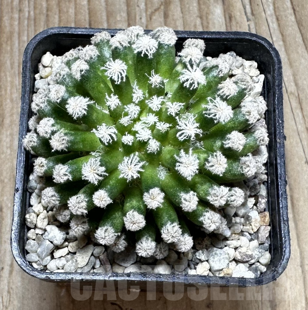 SHPR37378 Mammillaria plumosa ‘Snow’ - immagine 3