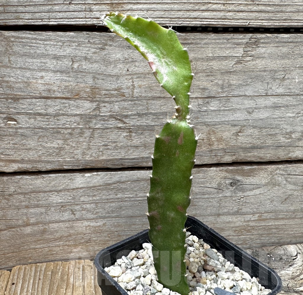 SHPR37371 Hylocalycium ‘Chimera variegata’ - immagine 2