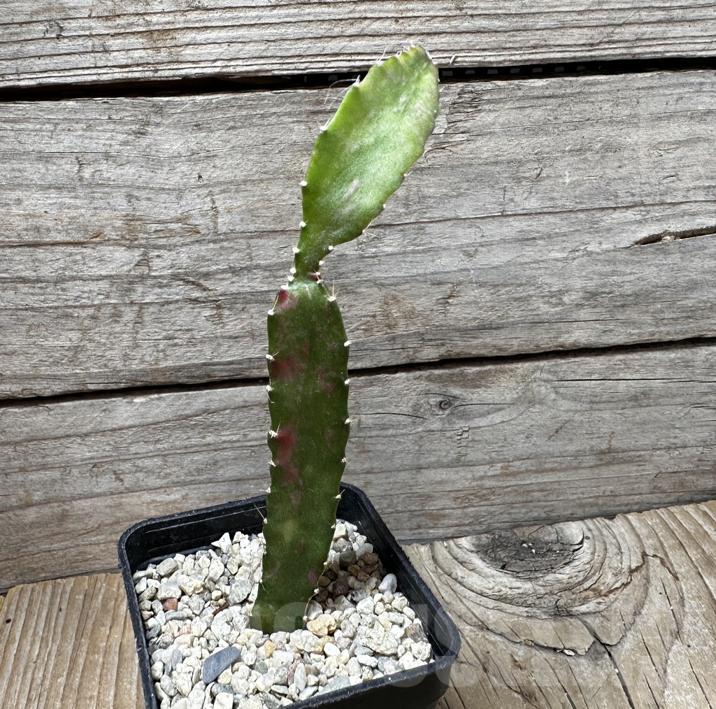 SHPR37371 Hylocalycium ‘Chimera variegata’ - immagine 3