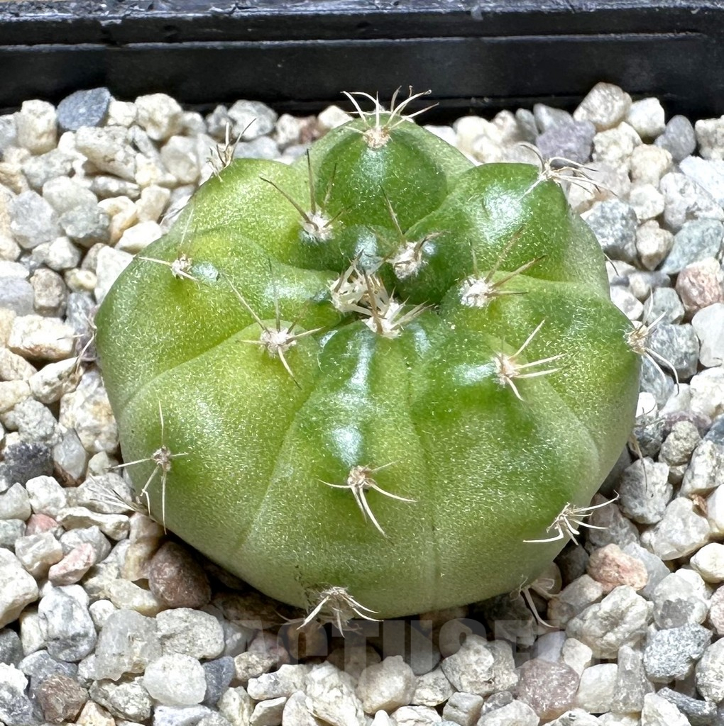SHPR37386 Gymnocalycium mihanovichii ‘Green Marble’