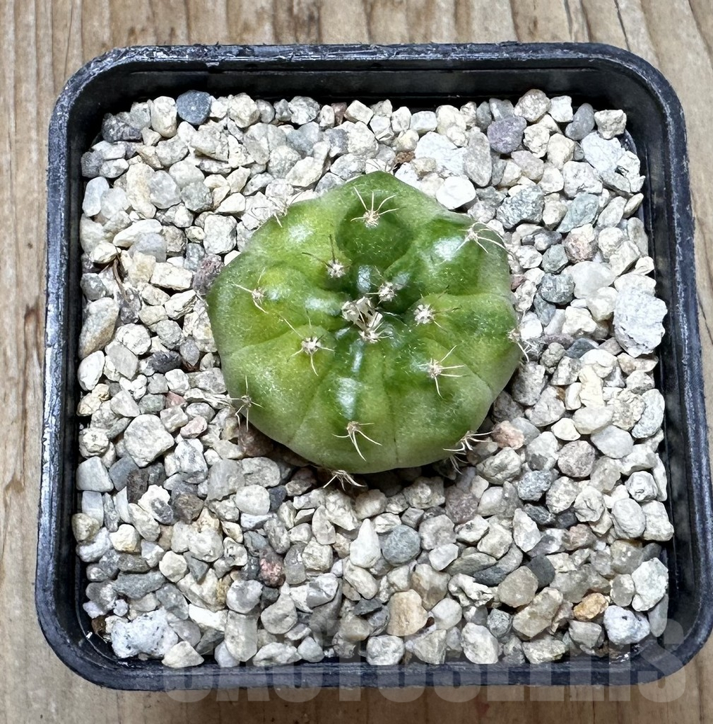 SHPR37386 Gymnocalycium mihanovichii ‘Green Marble’ – Bild 3
