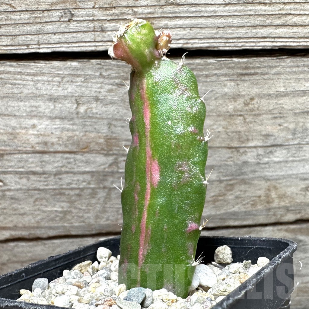 SHPR37372 Hylocalycium ‘Chimera variegata’