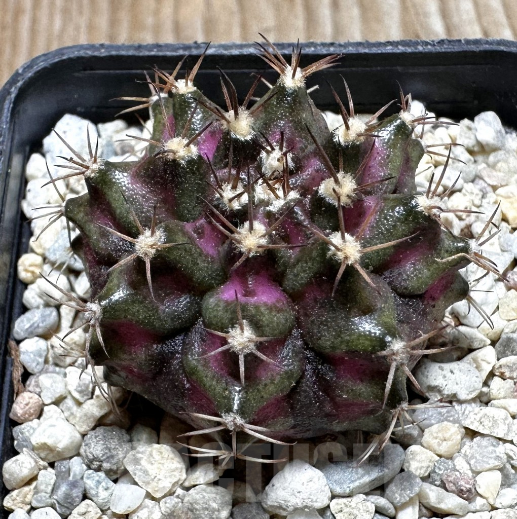 SHPR37388 Gymnocalycium mihanovichii T-lux