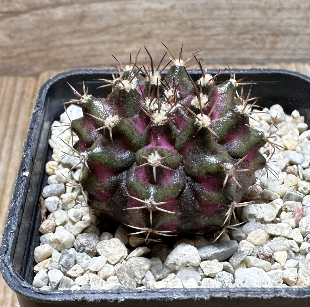 SHPR37388 Gymnocalycium mihanovichii T-lux – Bild 2