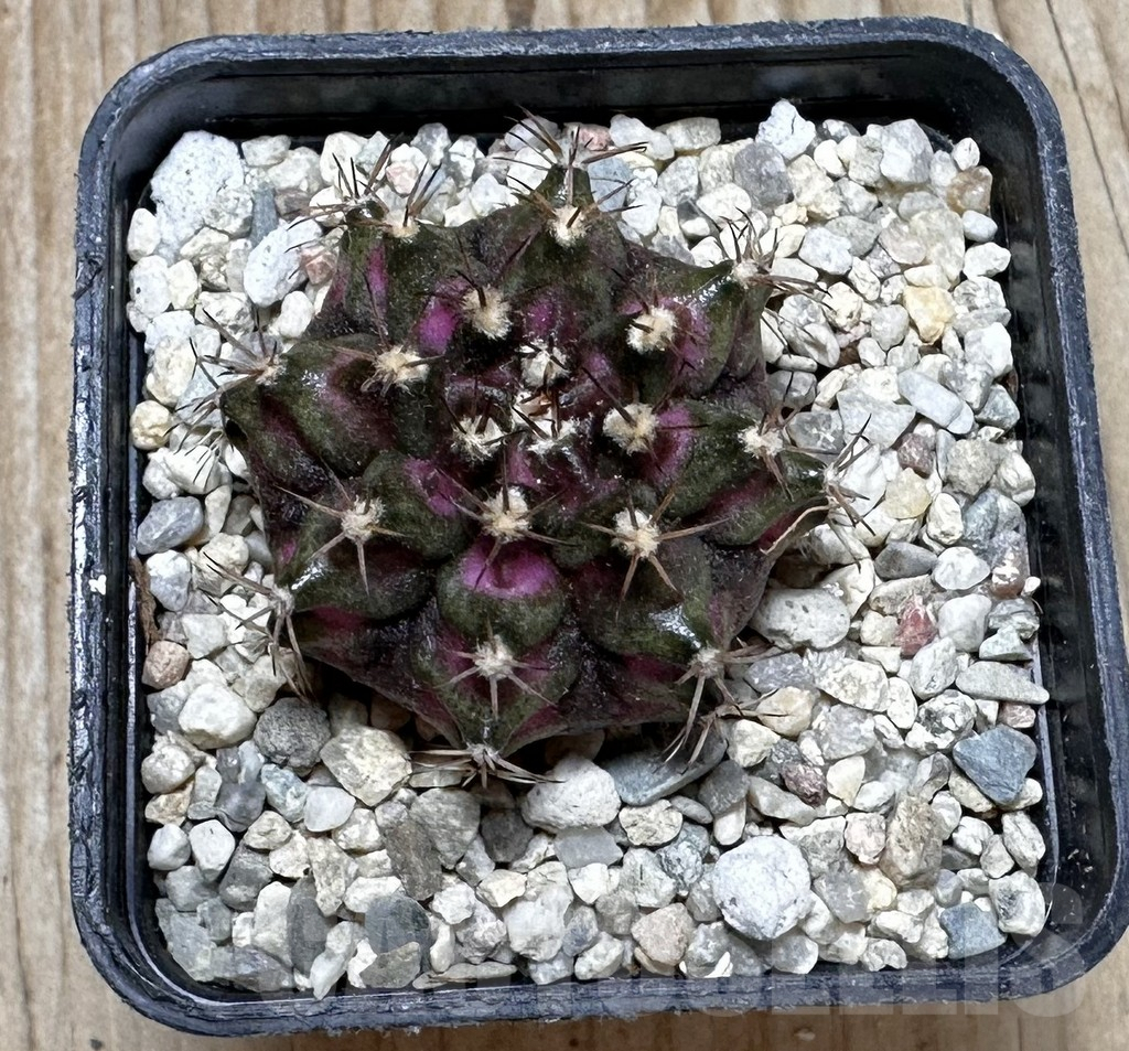 SHPR37388 Gymnocalycium mihanovichii T-lux – Bild 3