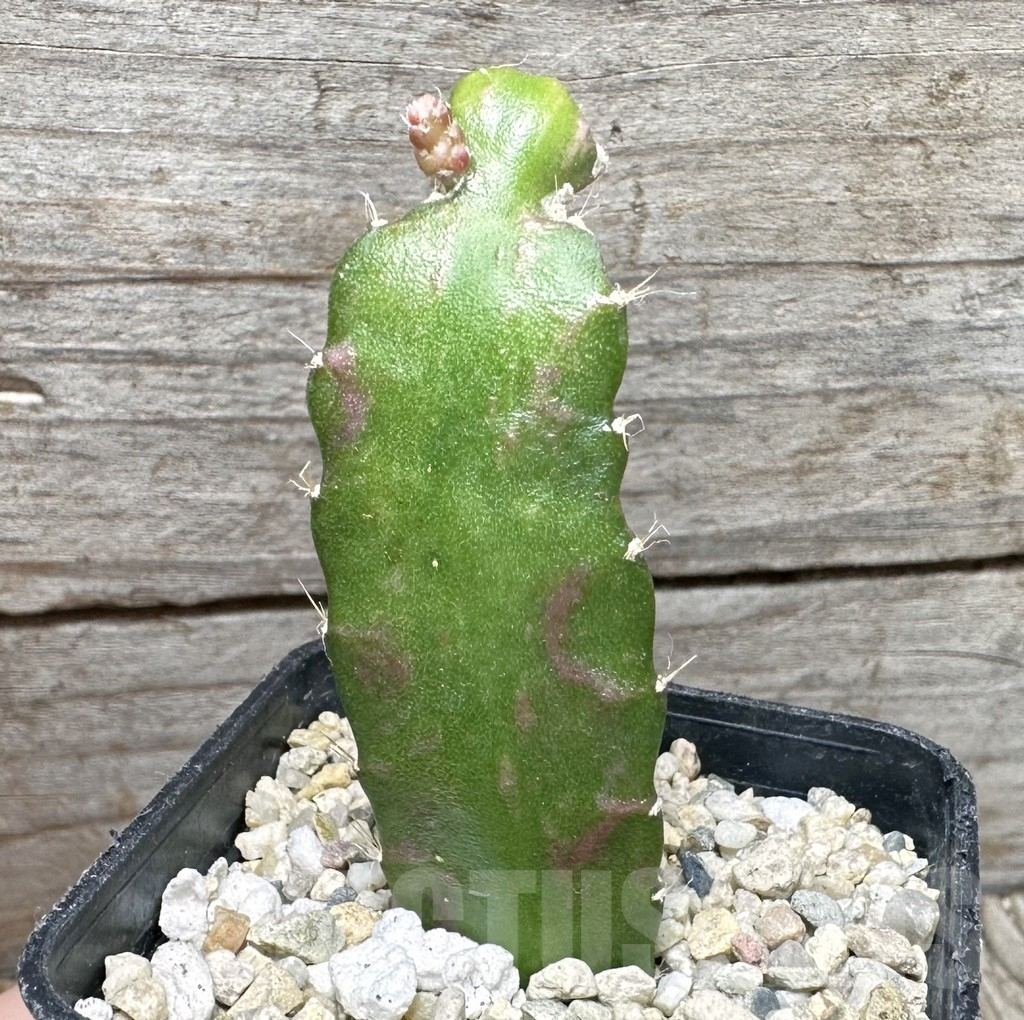 SHPR37372 Hylocalycium ‘Chimera variegata’ - Imagen 2