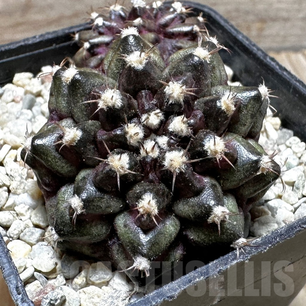 SHPR37390 Gymnocalycium mihanovichii T-rex