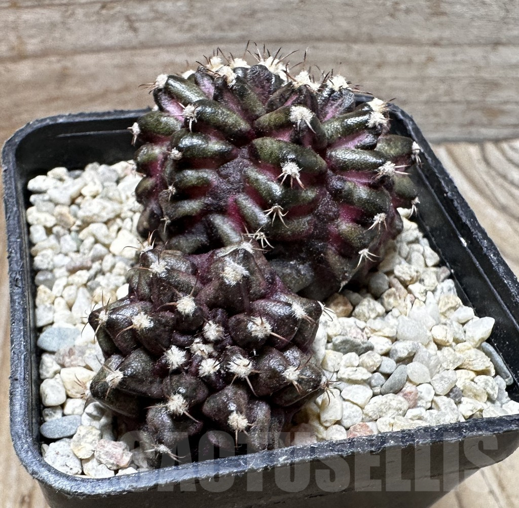 SHPR37390 Gymnocalycium mihanovichii T-rex - Image 2