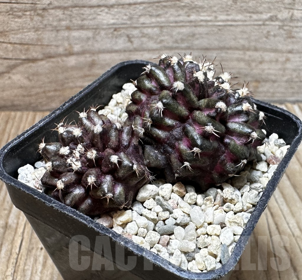 SHPR37390 Gymnocalycium mihanovichii T-rex - Image 3