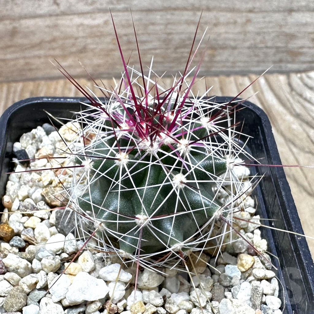 SHPR37373 Ferocactus haematacanthus -El Amparo-