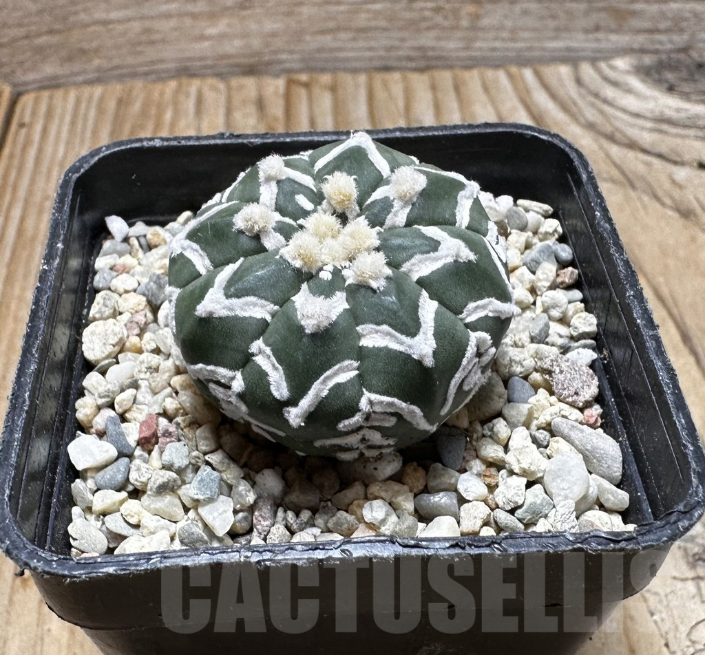 SHPR37516 Astrophytum asterias ‘Super Kabuto’ V-type f. nudum - immagine 2