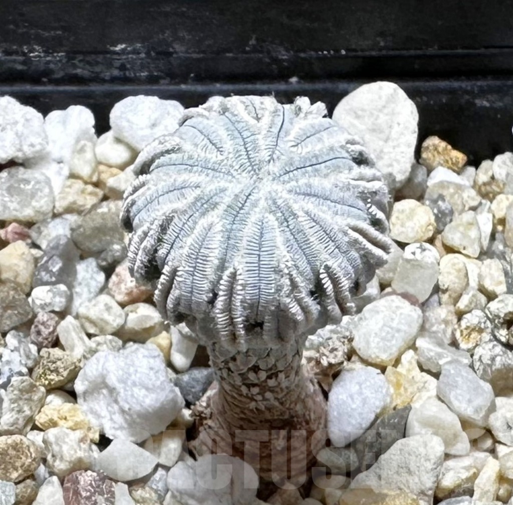 SHPR37533 Pelecyphora aselliformis LH 1024