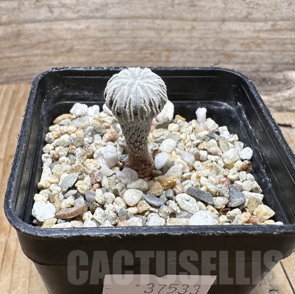 SHPR37533 Pelecyphora aselliformis LH 1024 - Image 2