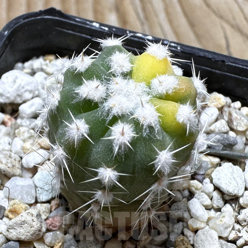 SHPR37535 Echinopsis sp. f. variegata