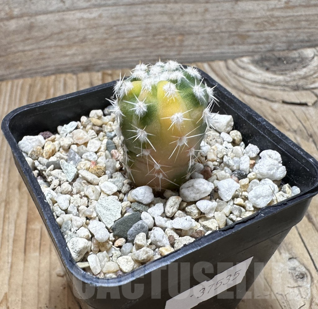 SHPR37535 Echinopsis sp. f. variegata - Image 2