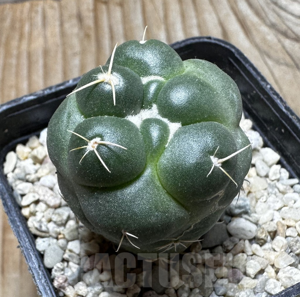 SHPR37537 Coryphantha elephantidens ‘inermis’ - immagine 3