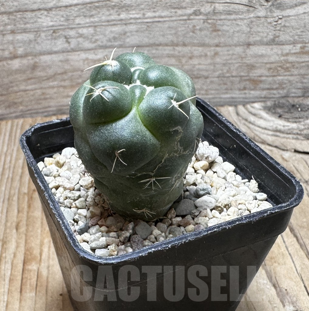 SHPR37537 Coryphantha elephantidens ‘inermis’ - immagine 2