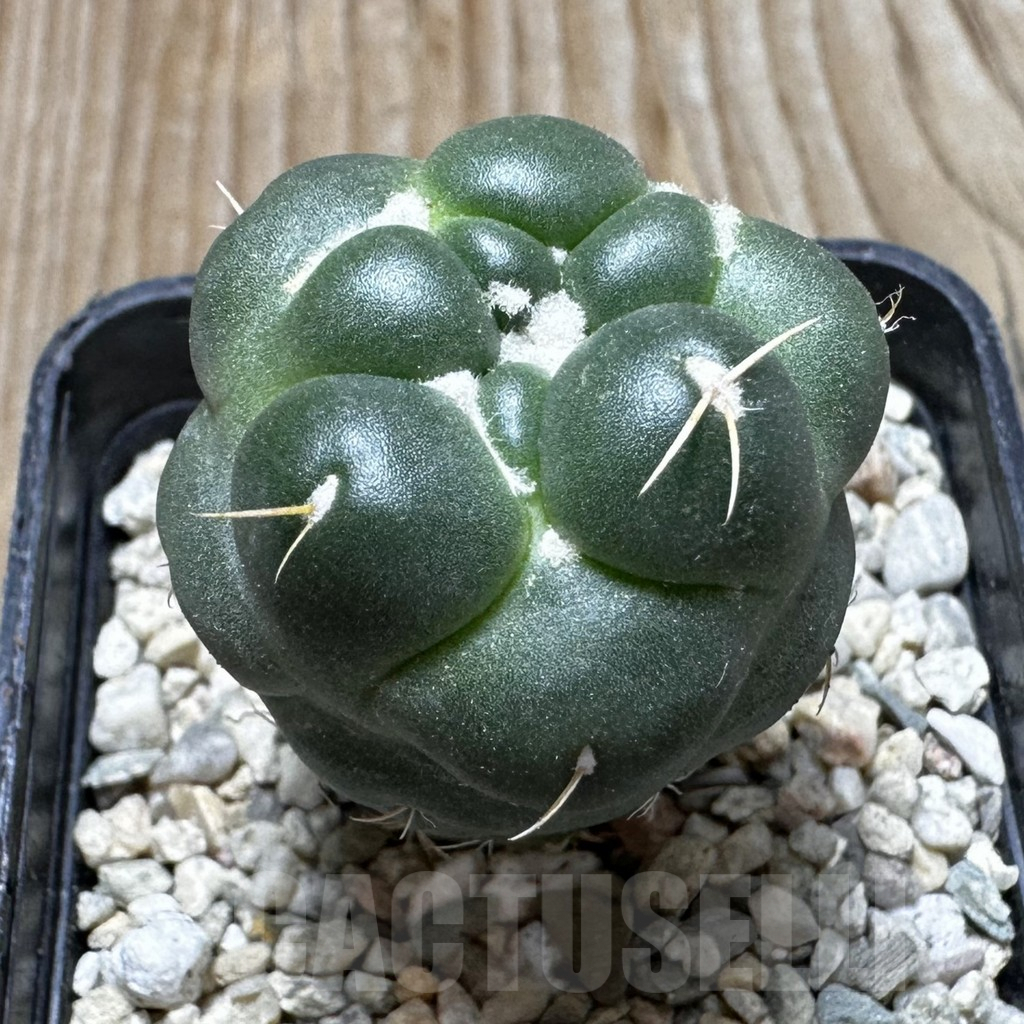 SHPR37538 Coryphantha elephantidens ‘inermis’ - Obrázek 2