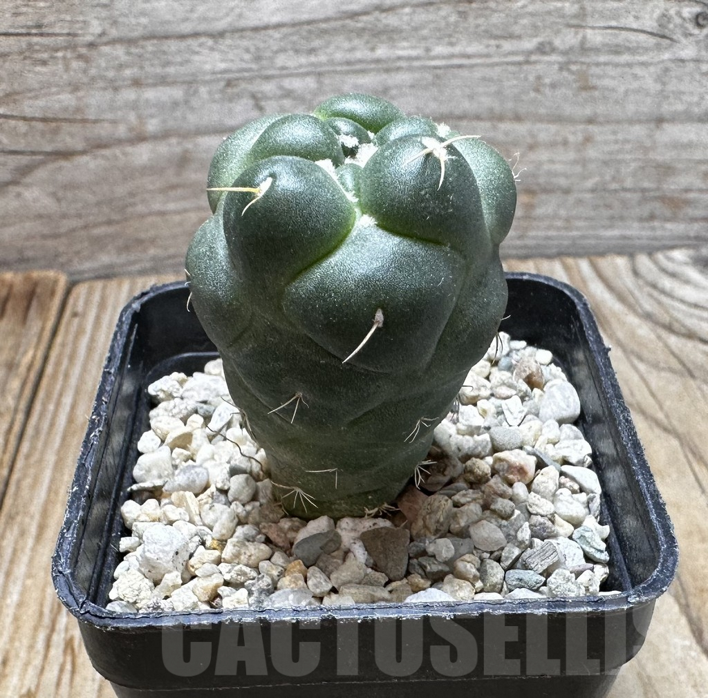 SHPR37538 Coryphantha elephantidens ‘inermis’ - Obrázek 3