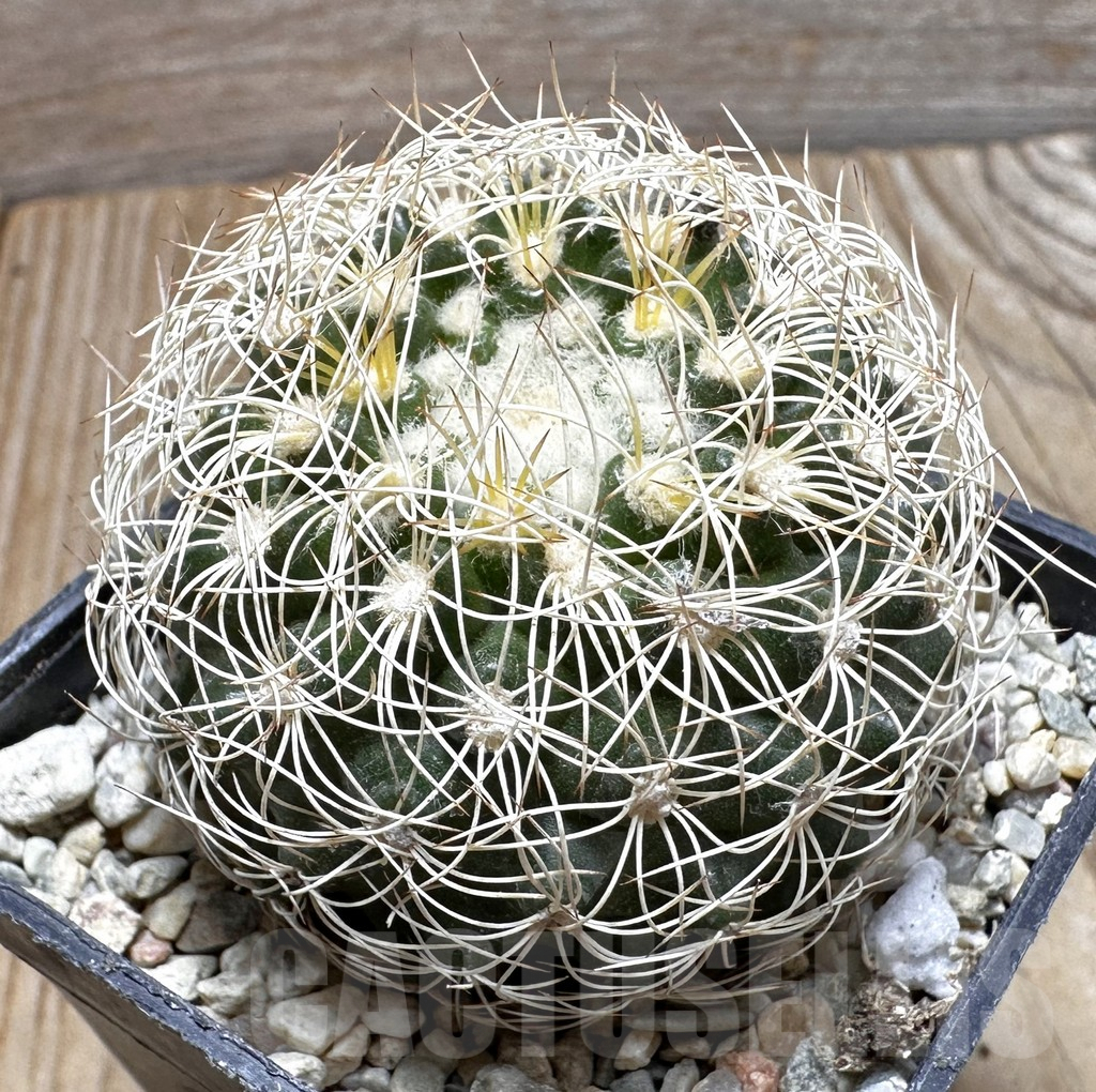 SHPR37541 Discocactus araneispinus