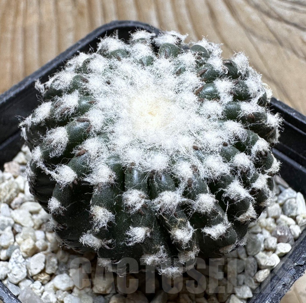 SHPR37542 Discocactus horstii
