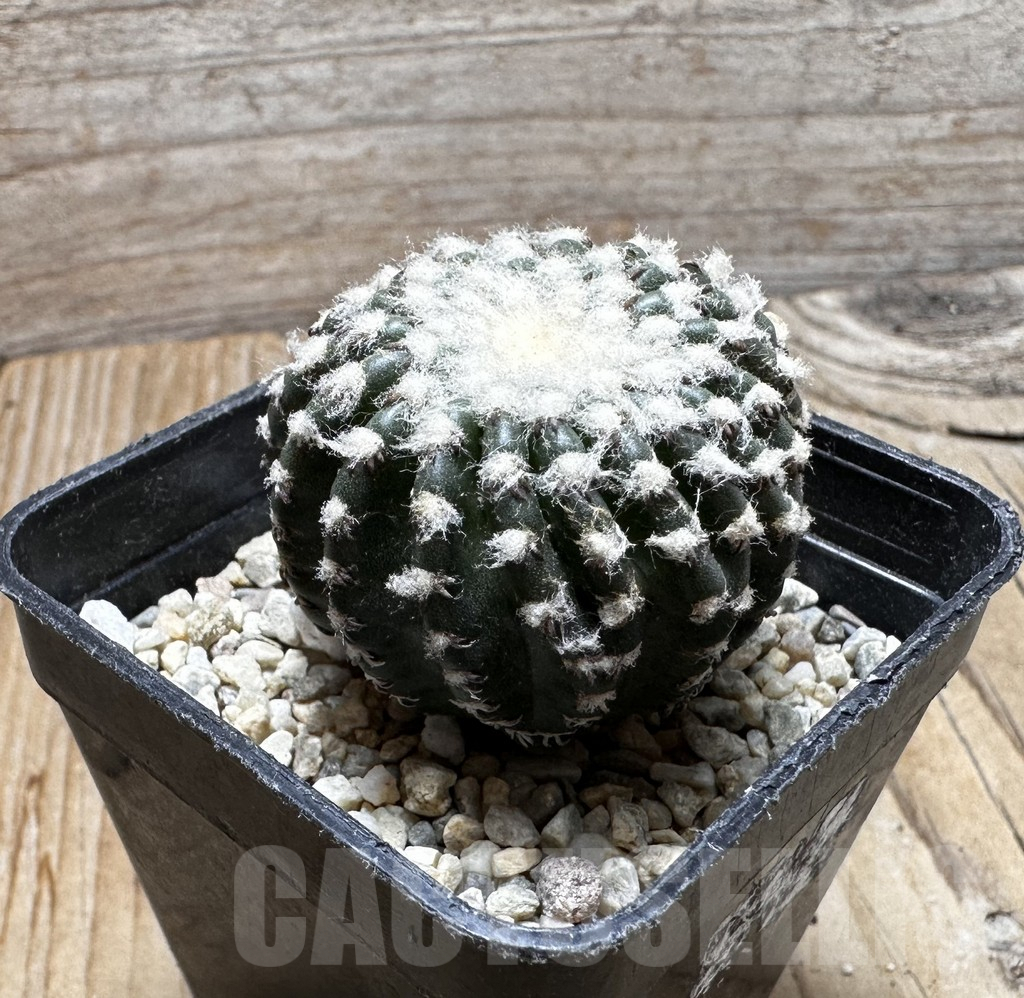 SHPR37542 Discocactus horstii - Obrázek 2