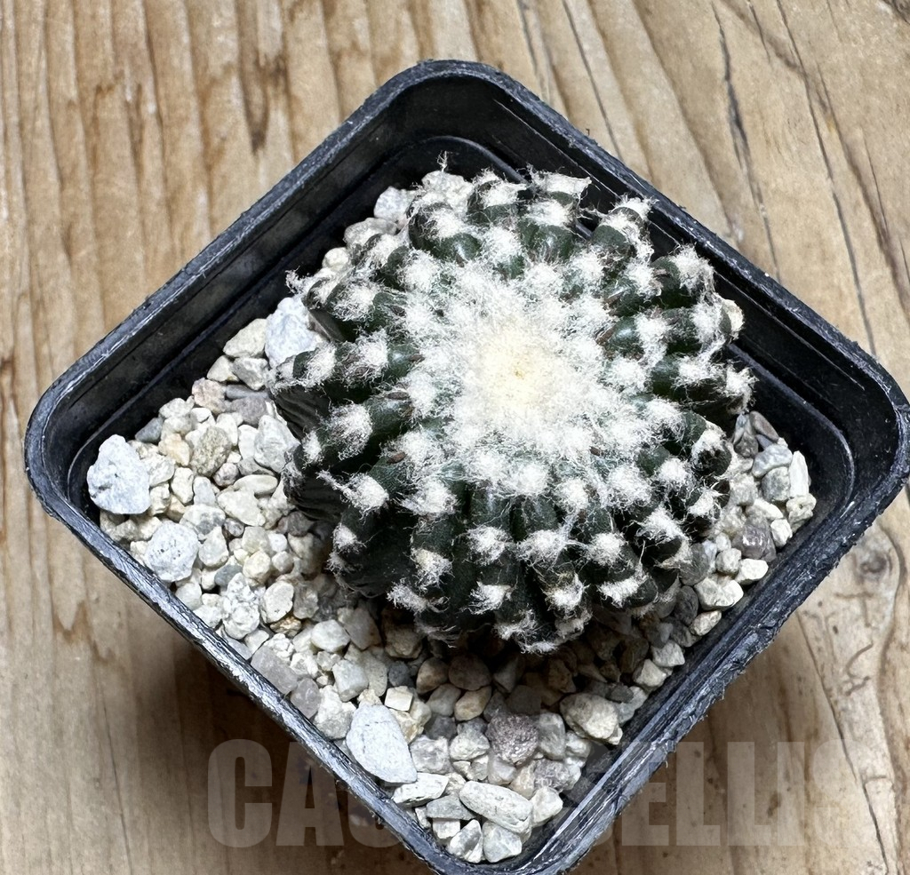 SHPR37542 Discocactus horstii - Obrázek 3