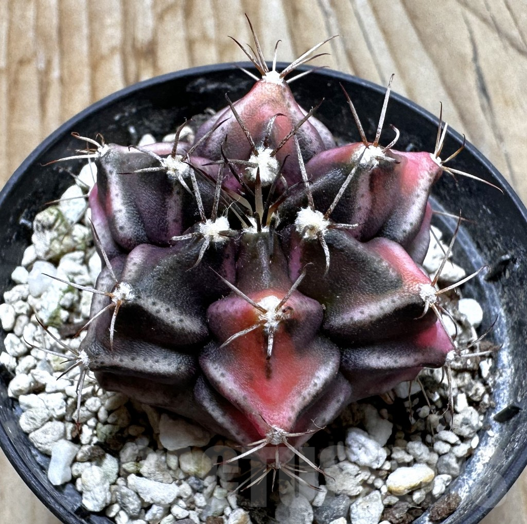 SHPR37543 Gymnocalycium mihanovichii ‘Bear beer’