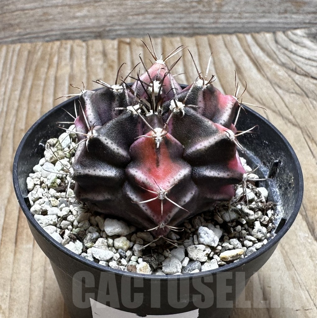 SHPR37543 Gymnocalycium mihanovichii ‘Bear beer’ - Зображення 2