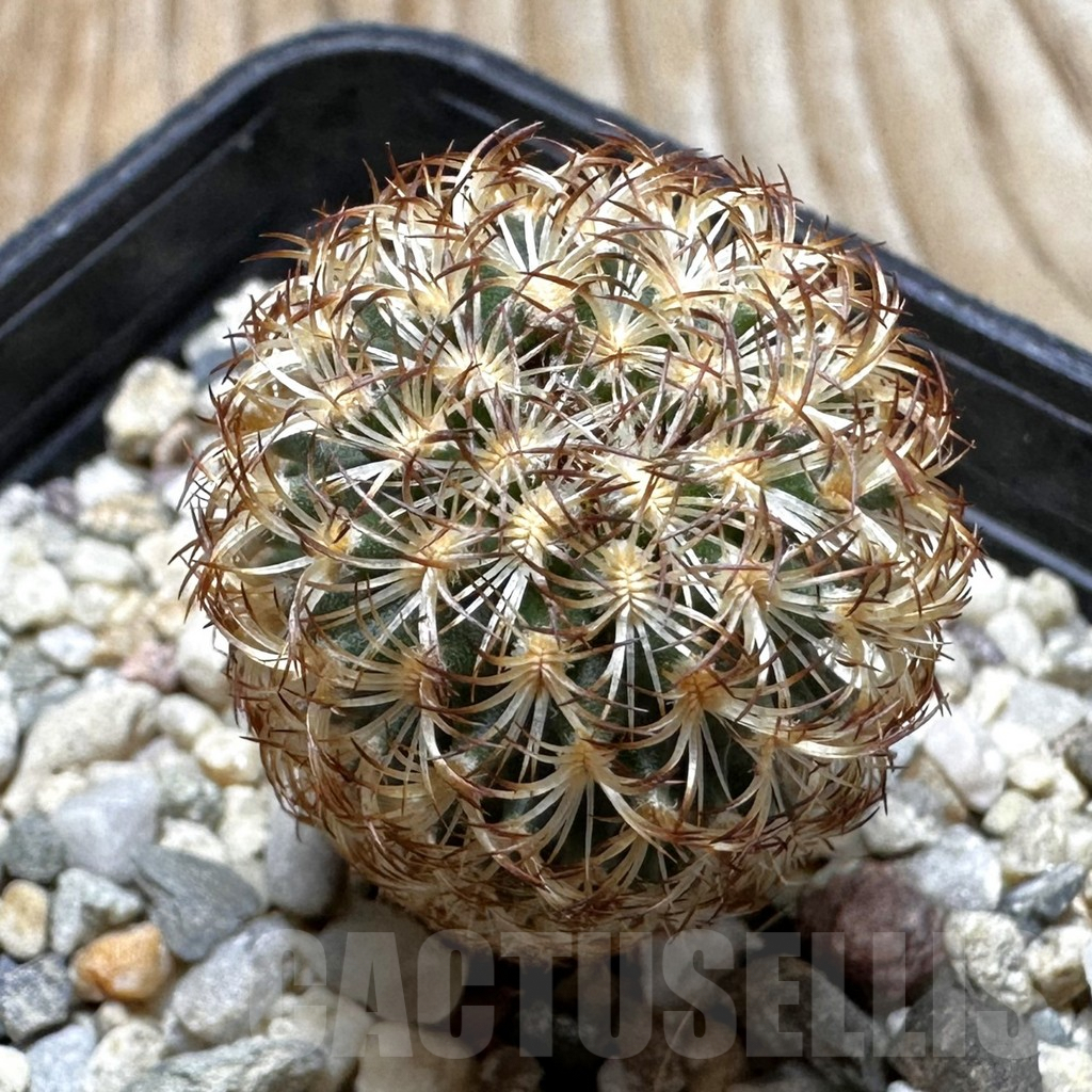 SHPR37544 Gymnocactus ysabelae MAK 567