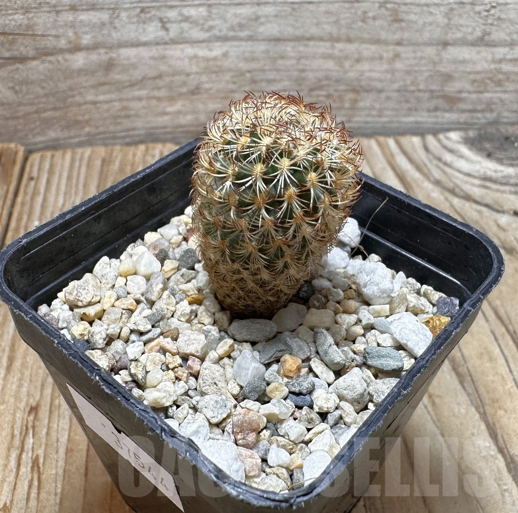 SHPR37544 Gymnocactus ysabelae MAK 567 - Obrázek 2