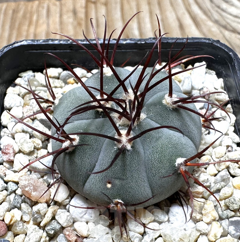 SHPR37545 Gymnocalycium cabreraense VOS 2122
