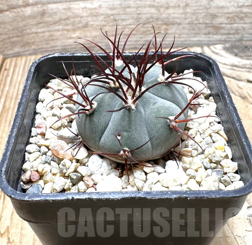 SHPR37545 Gymnocalycium cabreraense VOS 2122 - Obrázek 2