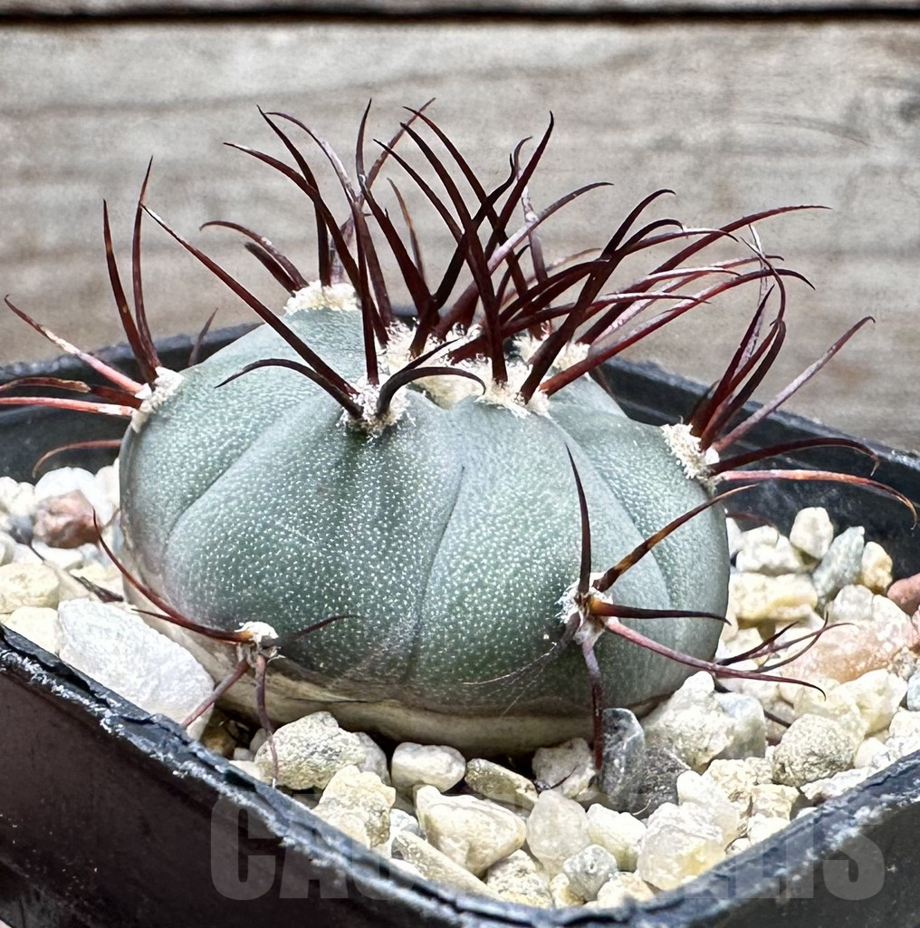 SHPR37545 Gymnocalycium cabreraense VOS 2122 - Obrázek 3